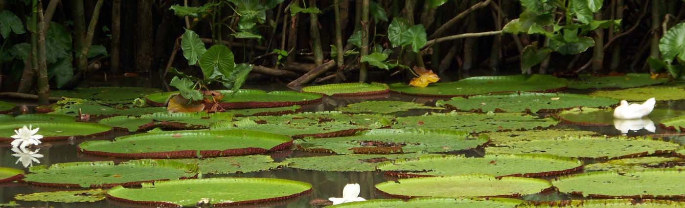 Victoria Regia, Laguna del río Amazonas, Leticia