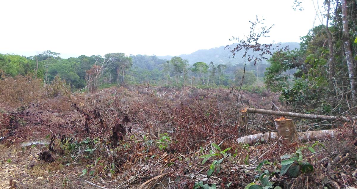 Deforestación, en la mira de Corantioquia y el TdeA 