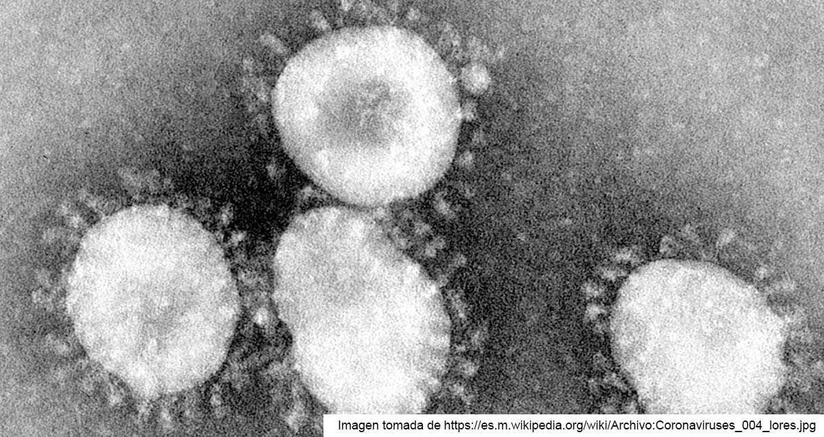 El nuevo coronavirus visto desde la lupa de un microbiólogo  