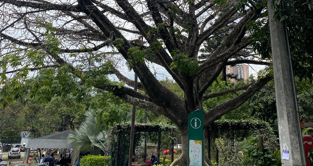 En el campus de Robledo los árboles son habitantes de primera clase 