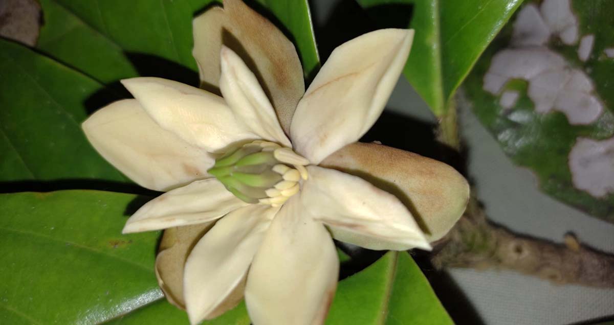 Plan de Acción para la Conservación de Magnolias en Colombia