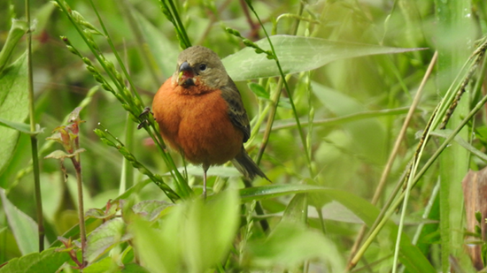 fauna silvestre 16