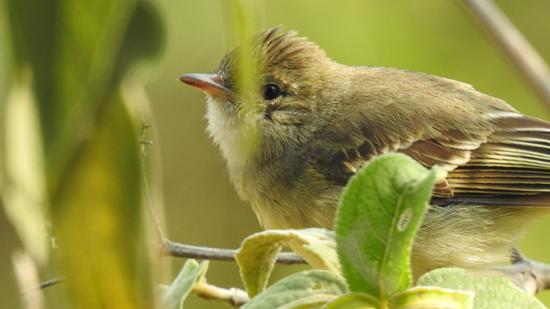 fauna silvestre 23